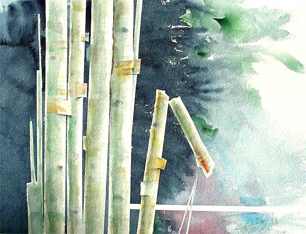 Fallen Birch - Watercolor by Roy Tomlinson